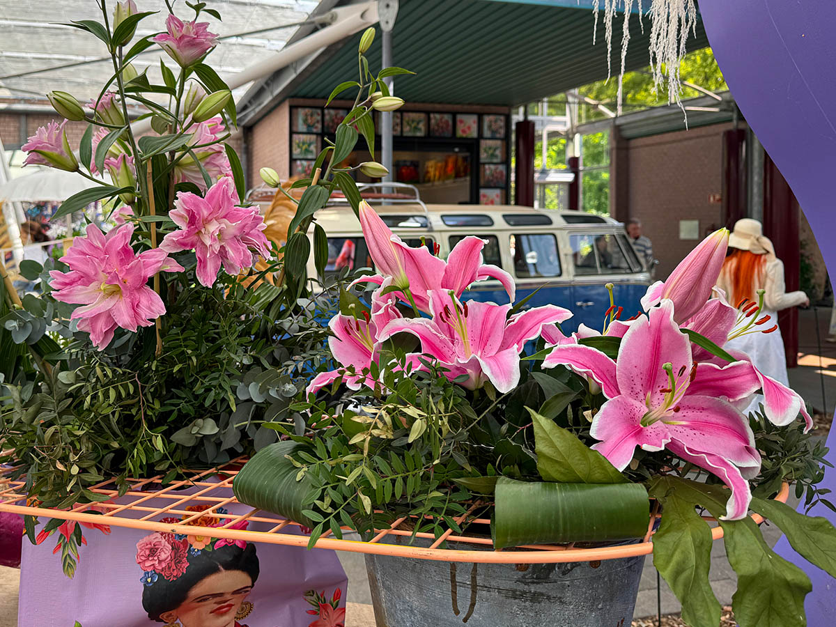 Keukenhof Lily Show pink lilies