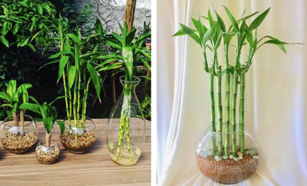 Lucky Bamboo