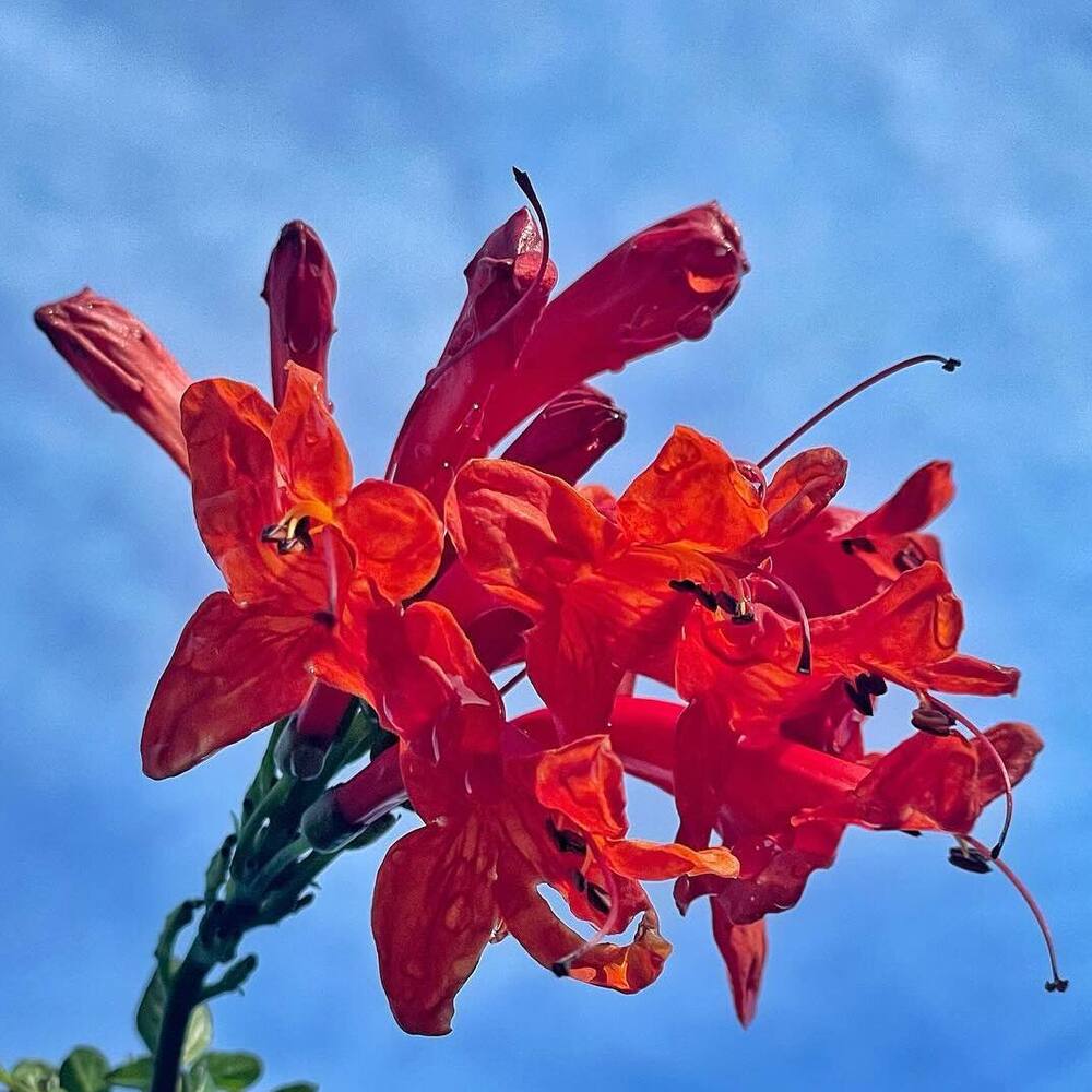 Red Honeysuckle flower plant