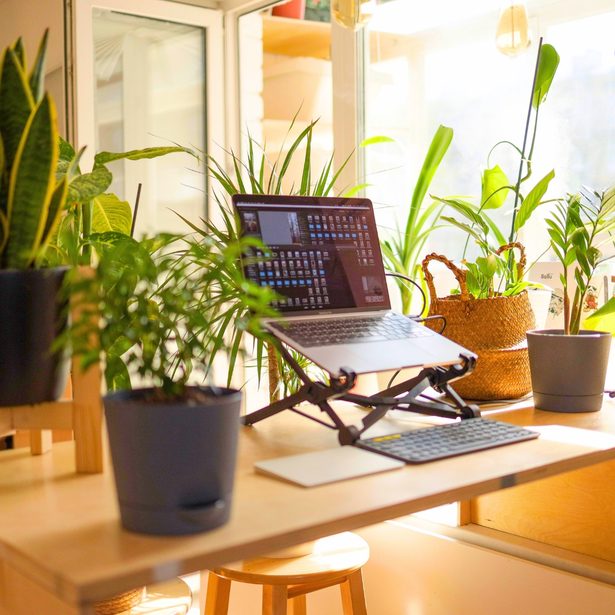 Best Plants for Your Desk Featured