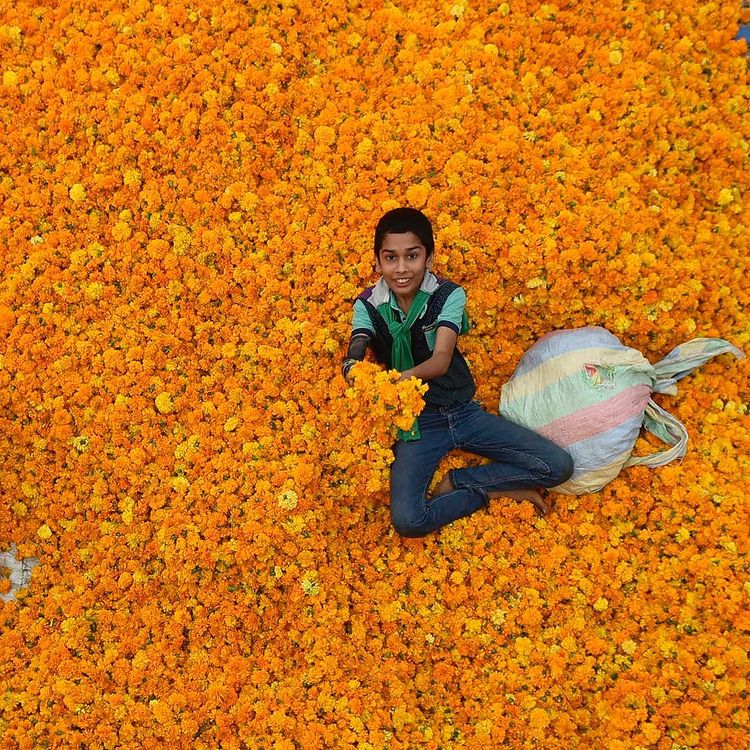A boy sitting on a heap of marigold in Ghazipur flower market, Delhi