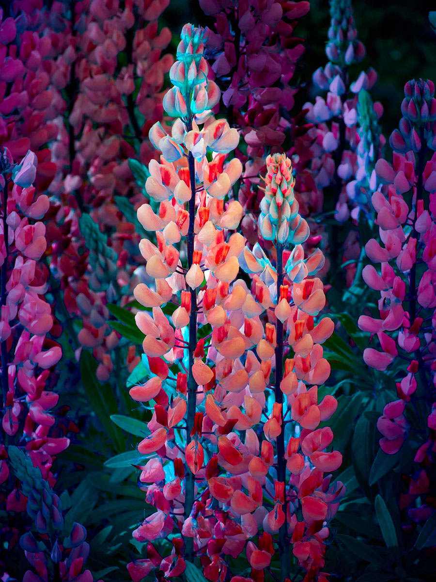 Tom Leighton neon lupine flowers