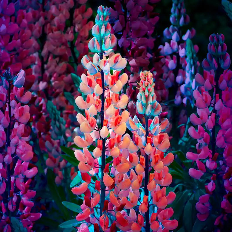 Tom Leighton Captures Plants After Dark feature