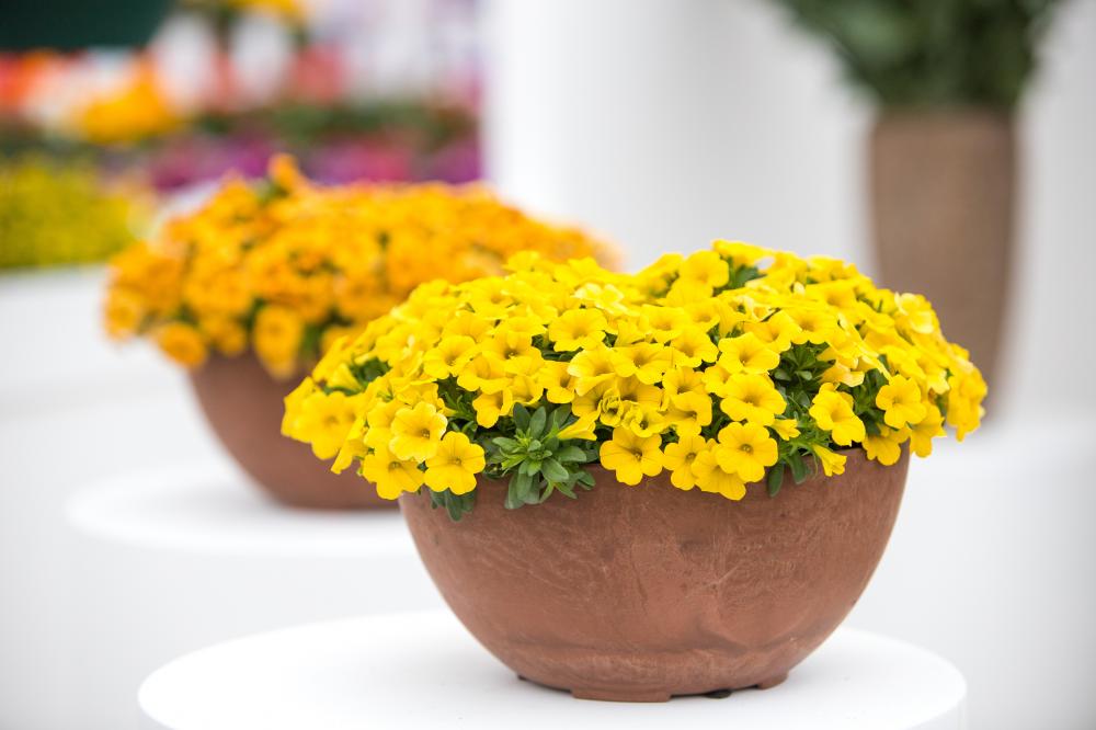 10 Sakata Container Plants to Decorate Your Garden With Potted Plants