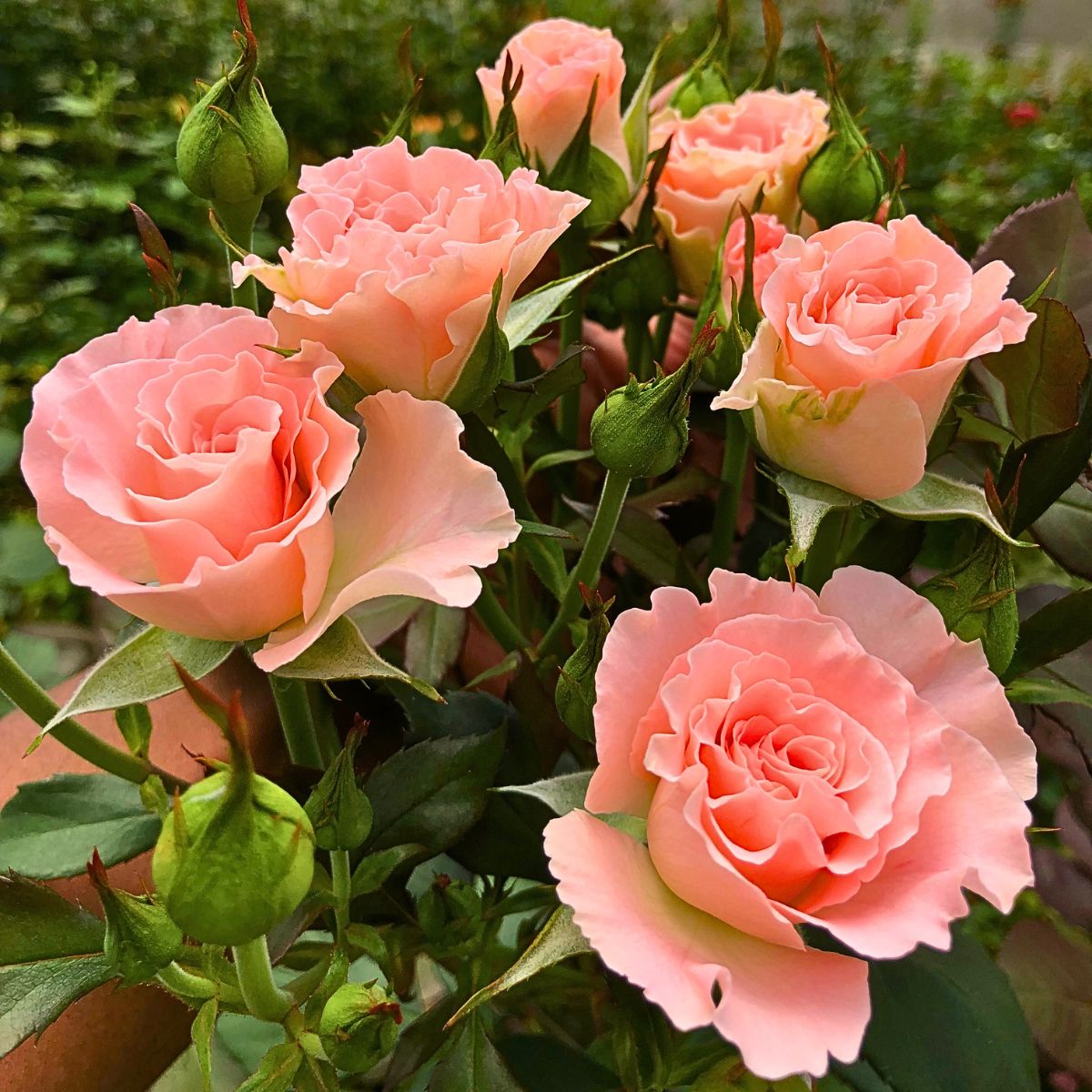 De Ruiter’s New Rose Varieties at IFTEX