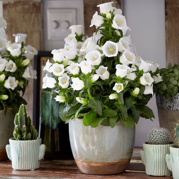 10 Sakata Container Plants to Decorate Your Garden With Campanula Appeal