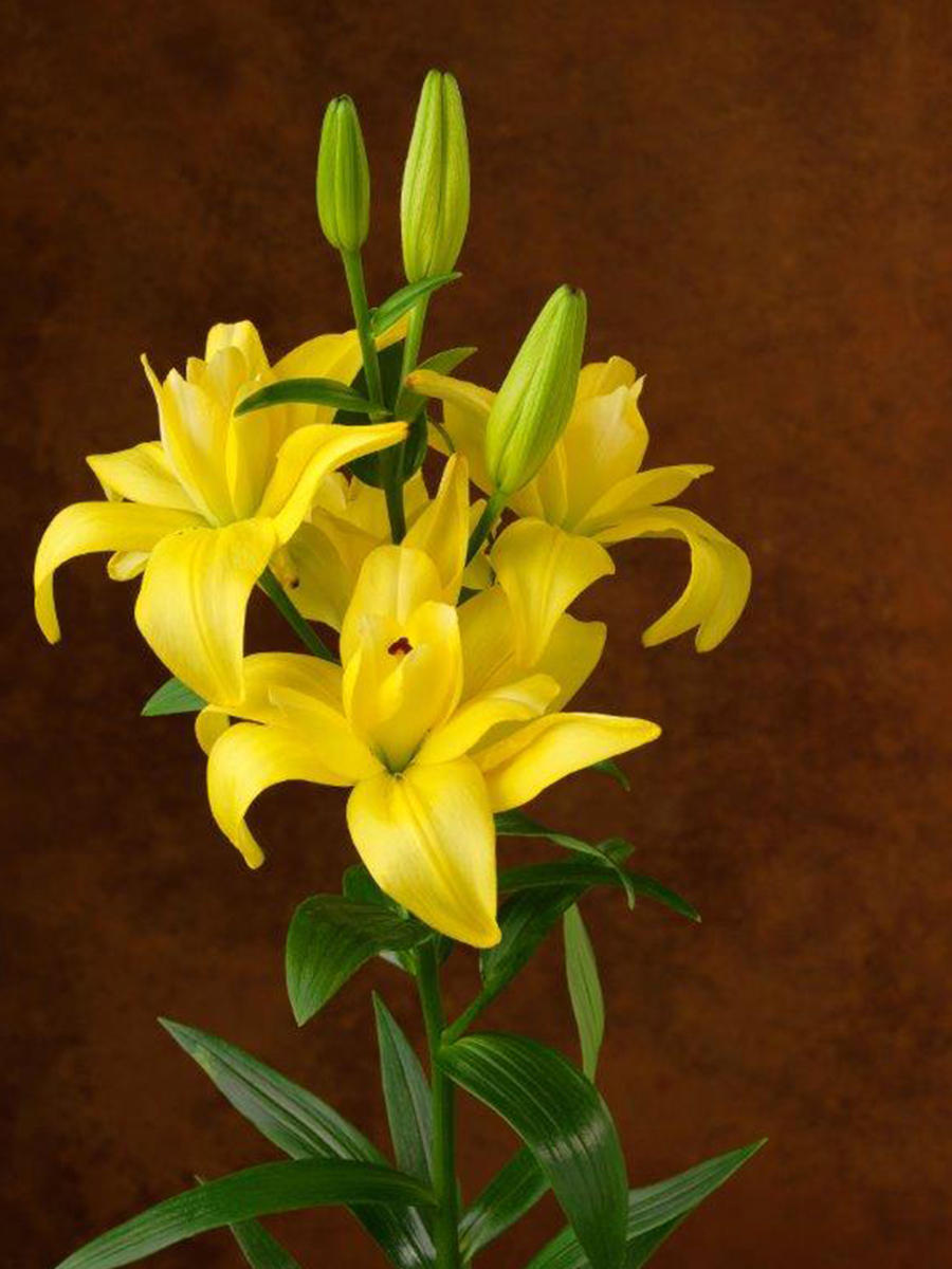 Lily Butterfly yellow Crosscourt by Zabo Plant