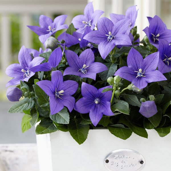 10 Sakata Container Plants to Decorate Your Garden With Platycodon Astra