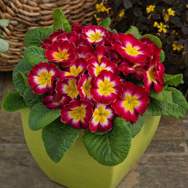 10 Sakata Container Plants to Decorate Your Garden With Primula Danessa