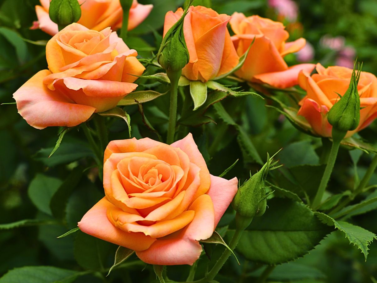 De Ruiter and its partners are poised to enhance IFTEX with many new rose varieties.
