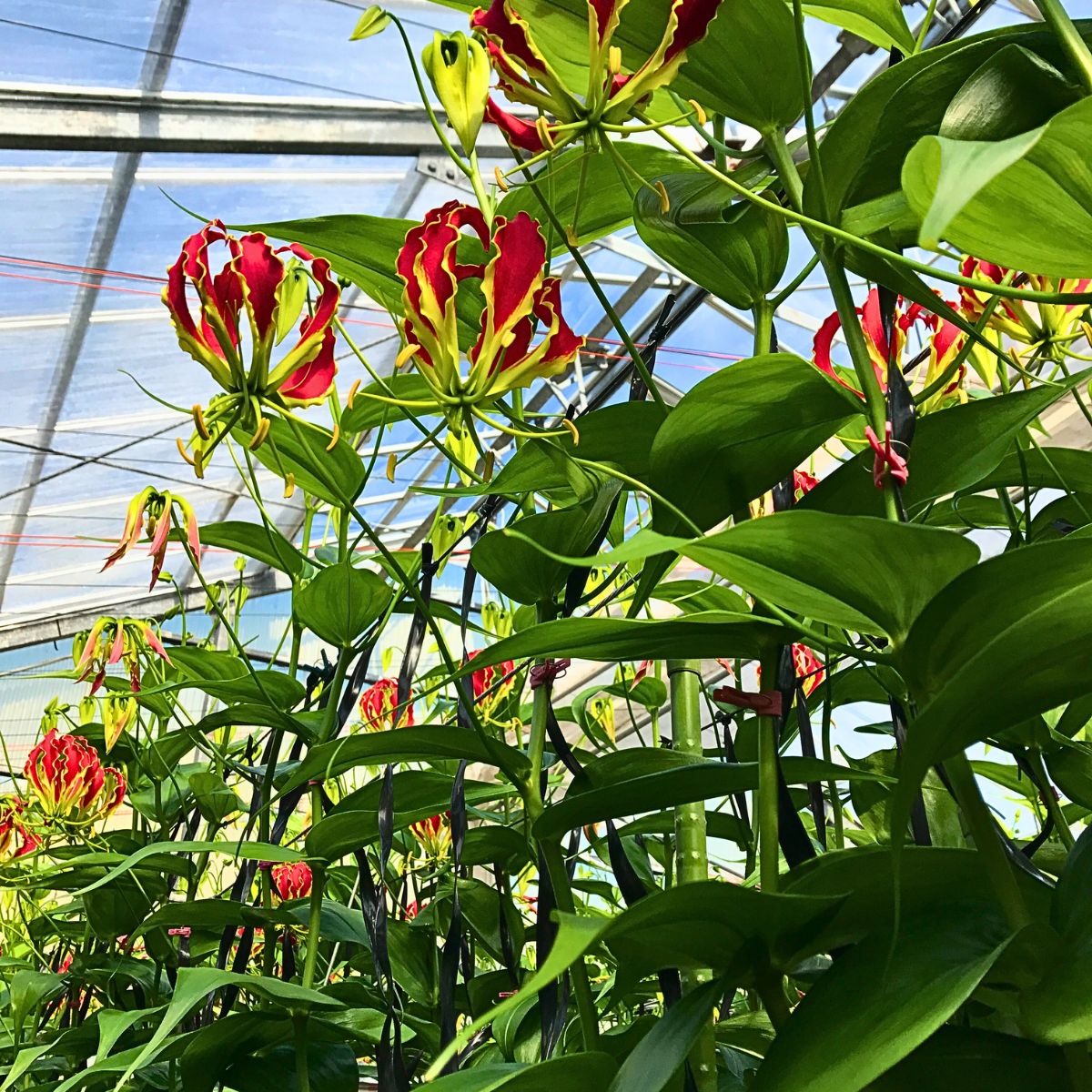 Aucnet Brings the Unique Beauty of Japan’s Gloriosa to the World