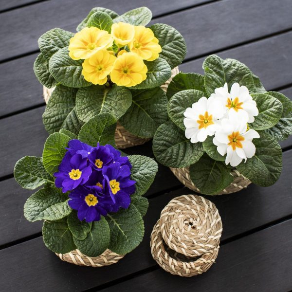 10 Sakata Container Plants to Decorate Your Garden With Primula Danessa