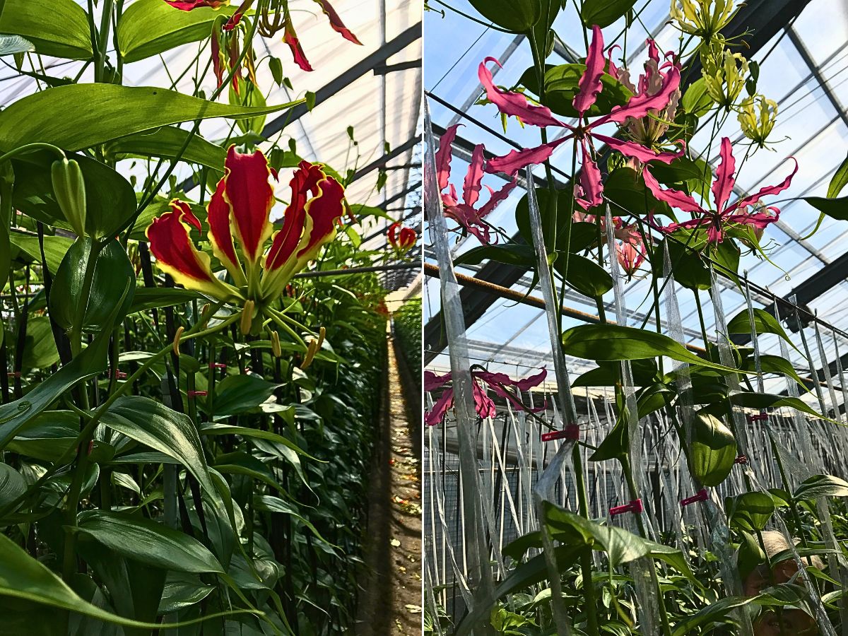 Aucnet Brings the Unique Beauty of Japan’s Gloriosa to the World