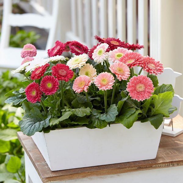 10 Sakata Container Plants to Decorate Your Garden With Gerbera Durora