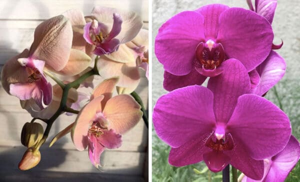 Phalaenopsis new gallery article on thursd