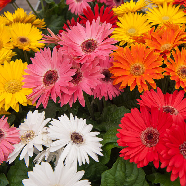 10 Sakata Container Plants to Decorate Your Garden With Gerbera Majorette