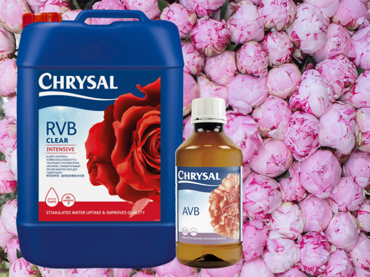 Chrysal solutions for peony growers