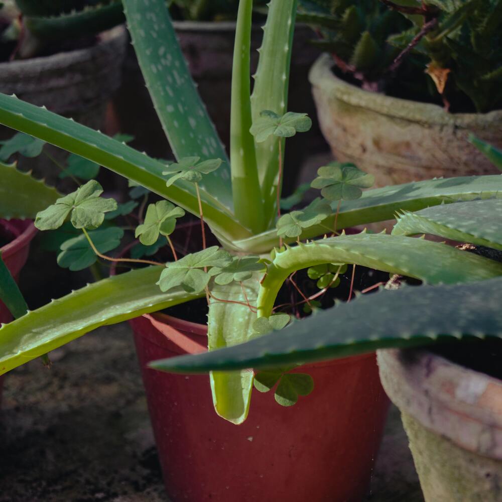 Aloe Vera plant in home garden