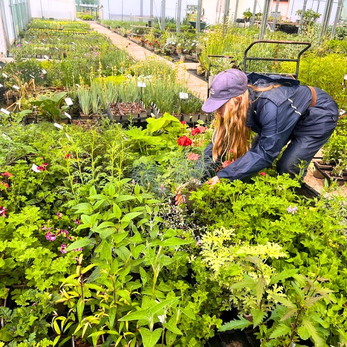 Arranging garden plants