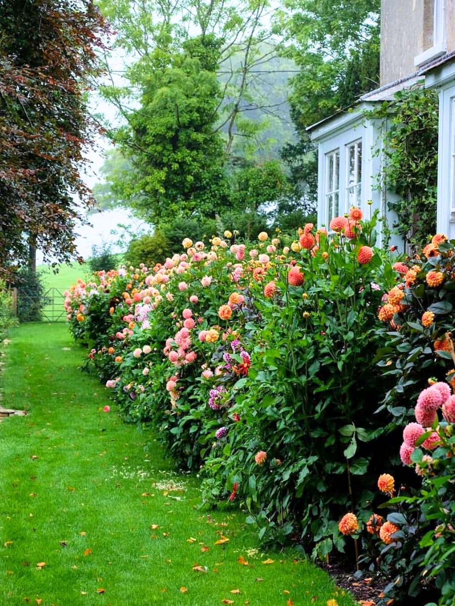 Flowers in a garden to beautify it