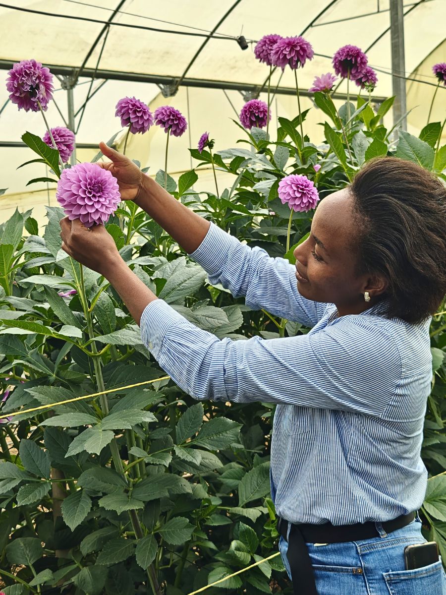 Kenya's flower industry