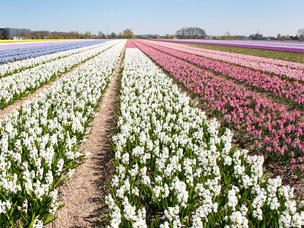 Field with white pink and blue hyacinths