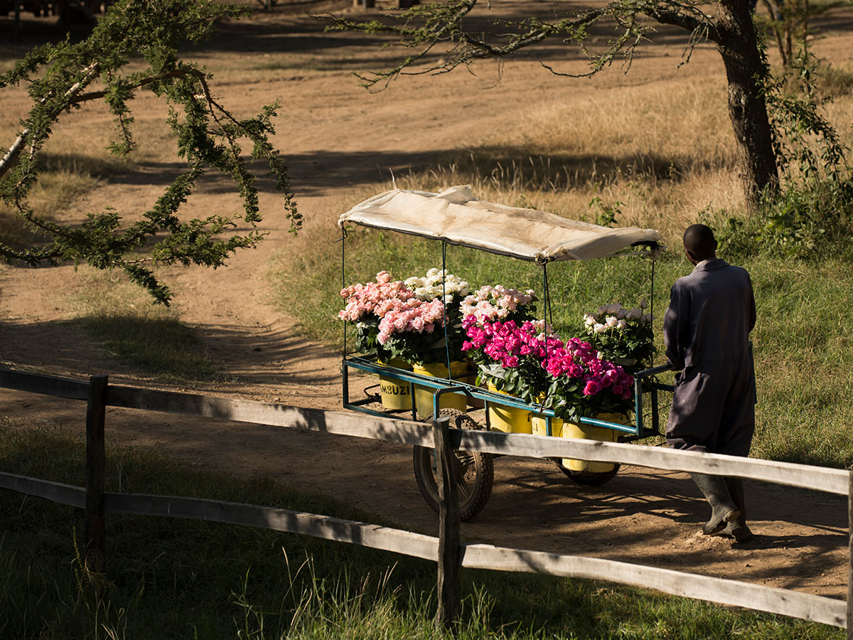 Tambuzi farm worker with rose cart