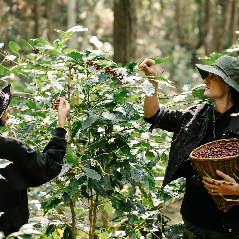 Men collecting beans from plants 