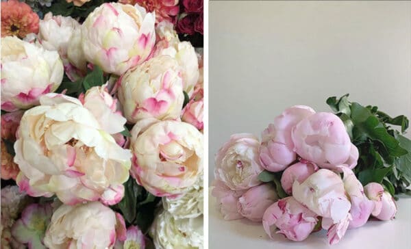peonies gallery article on thursd