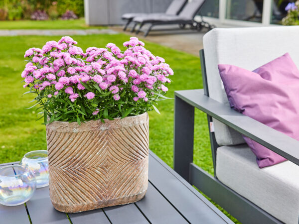 Perfect Reasons to Get Your Pot Asters Now - Astella Pink Deco