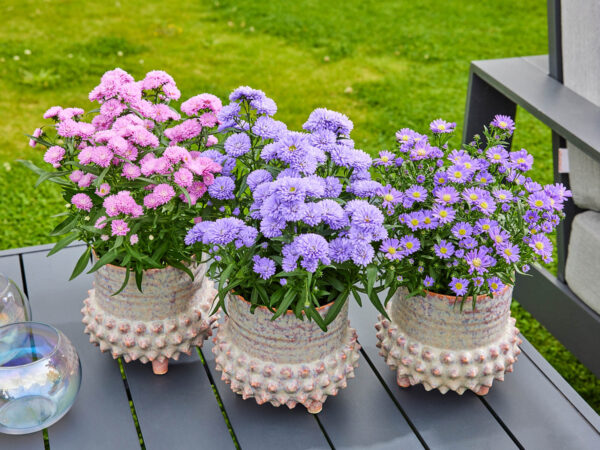 Perfect Reasons to Get Your Pot Asters Now - Aster Mix