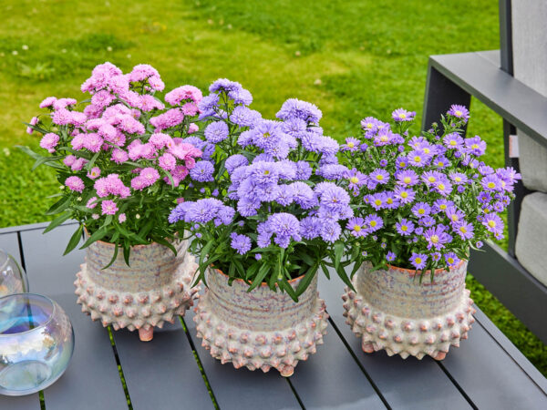 Why You Should Get Your Pot Asters Now - Article onThursd