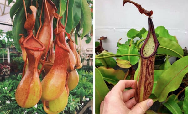 Pitcher plant gallery article on thursd
