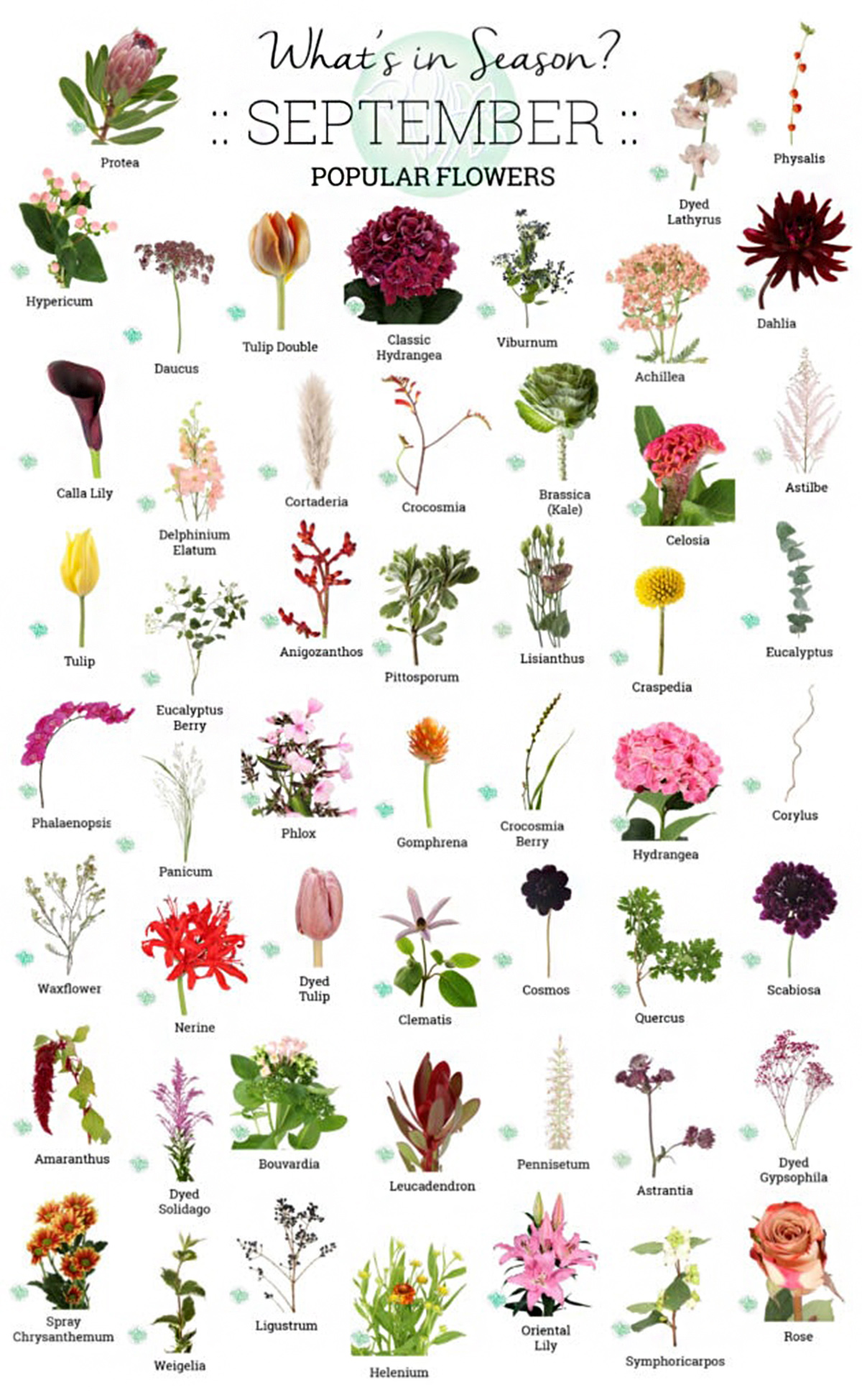 Wholesale Flowers in Season September - All Flowers