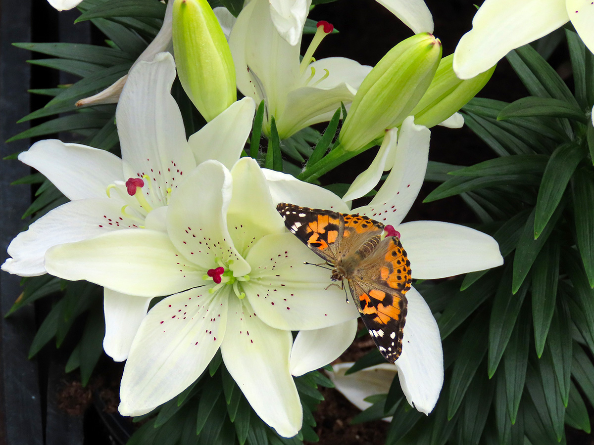 Butterfly sitting on a lily at Zabo Plant