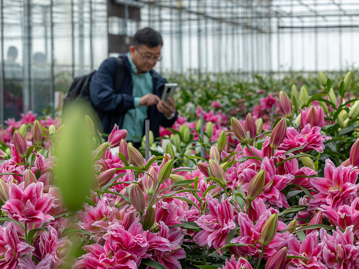 Dutch Lily Days visitor photographs pink Roselily