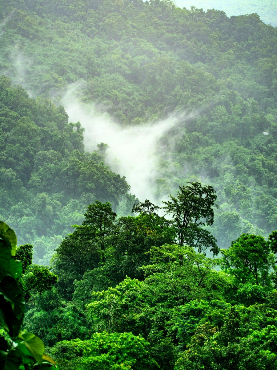 Rainforest trees with clouds