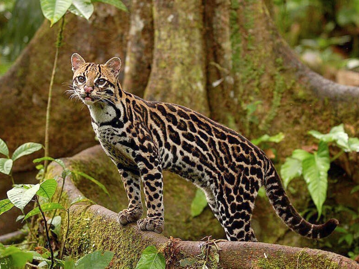 Animals in rainforests