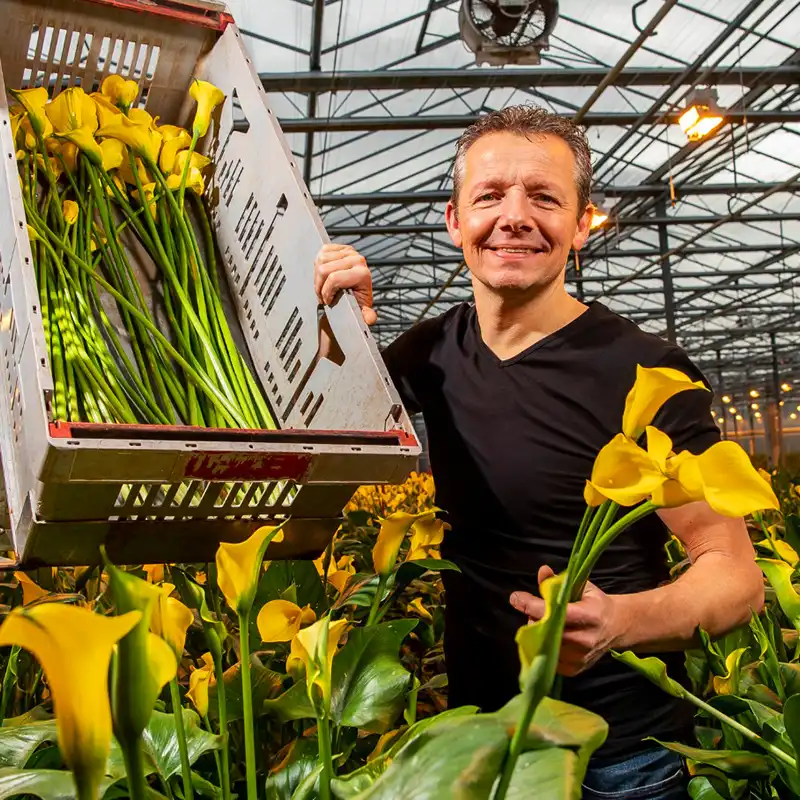 Decorum Growers: Offering Premium Plants and Flowers That Continually Attract Buyers
