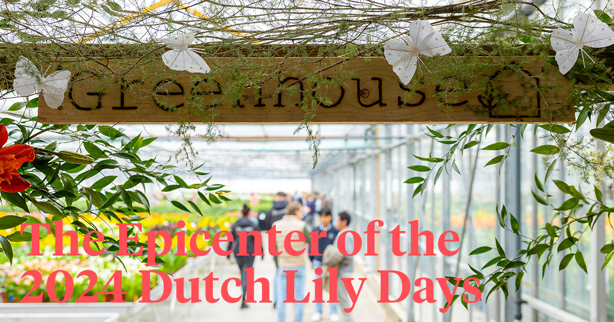 Dutch Lily Days 2024 at Zabo Plant header
