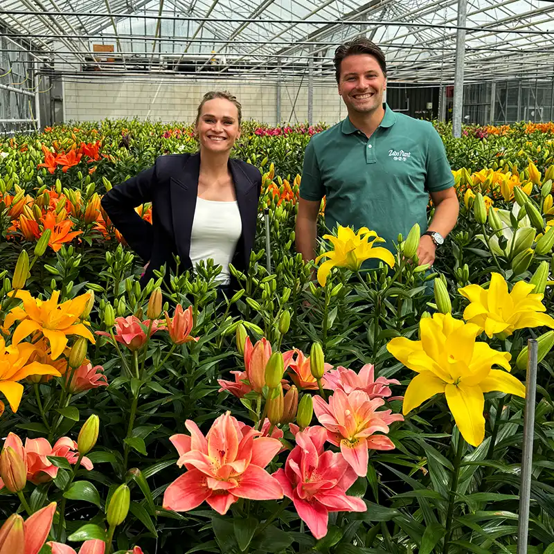 Dutch Lily Days 2024 at Zabo Plant square feature