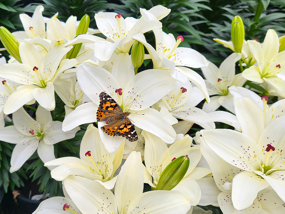 White lily with a butterfly at Zabo Plant