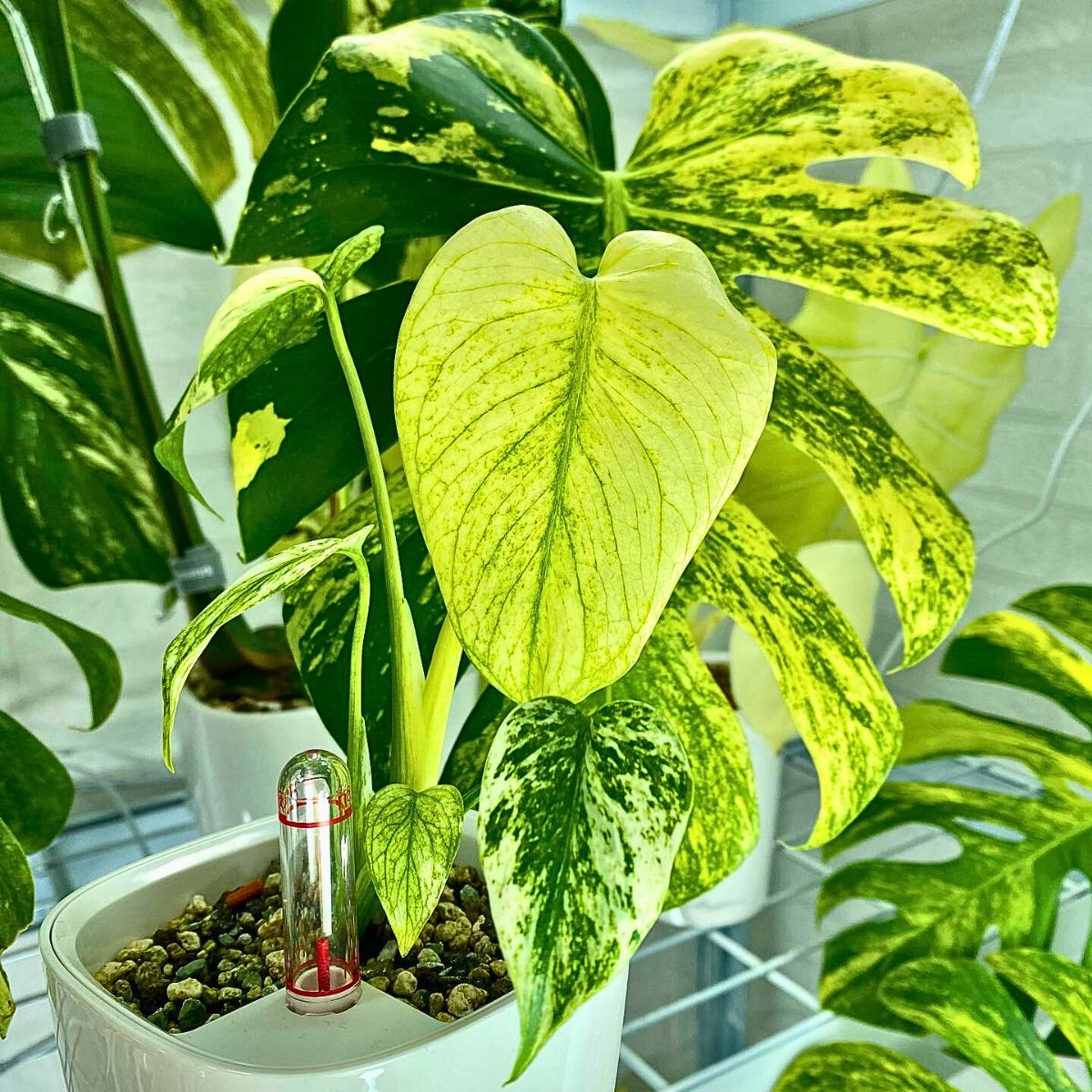 ​Monstera Deliciosa Mint Variegated Is a Rare Houseplant