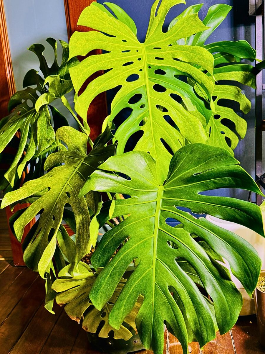 ​Monstera Deliciosa Mint Variegated Is a Rare Houseplant