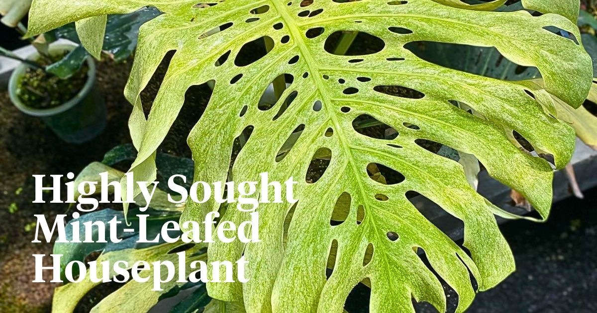 ​Monstera Deliciosa Mint Variegated Is a Rare Houseplant You'd Love