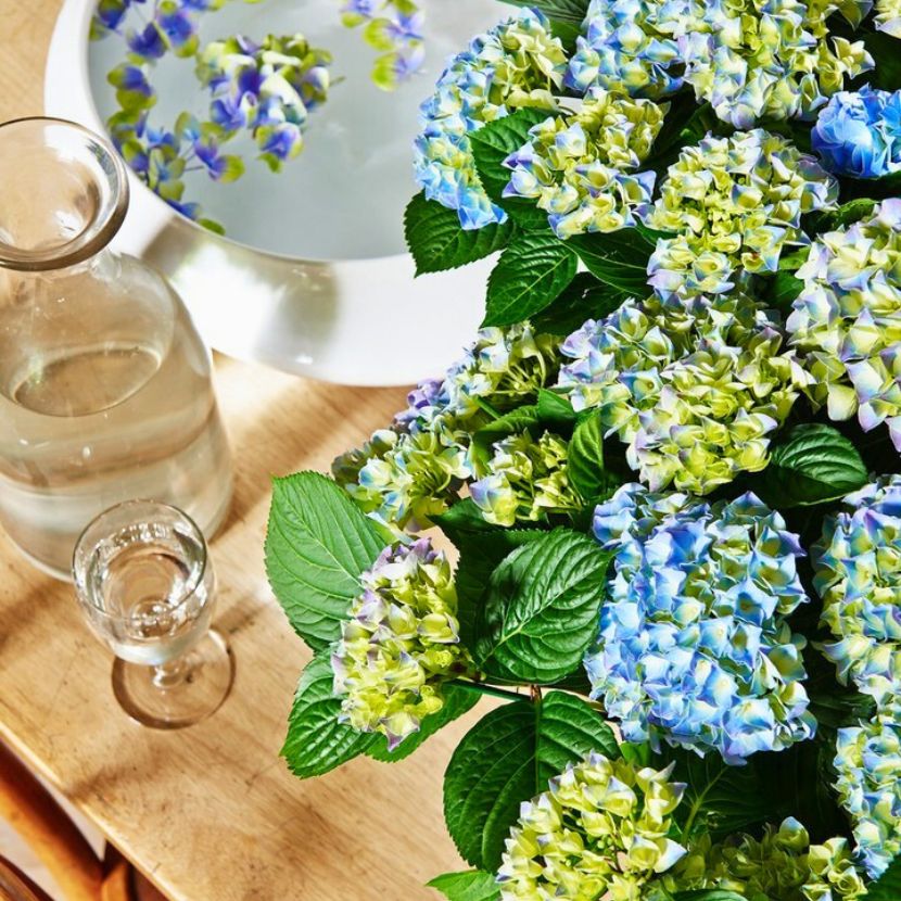 Hydrangea World