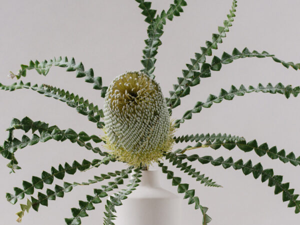 Odilia Collects the World’s Most Extraordinary Flowers For You - Banksia