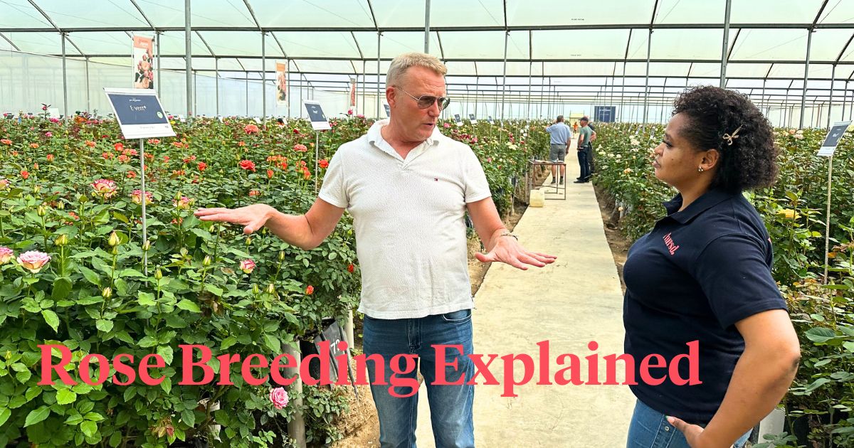 Rose Breeding Explained