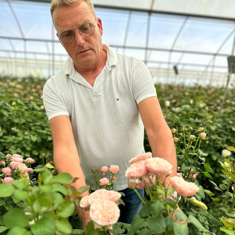 Art of rose breeding Erik Spek