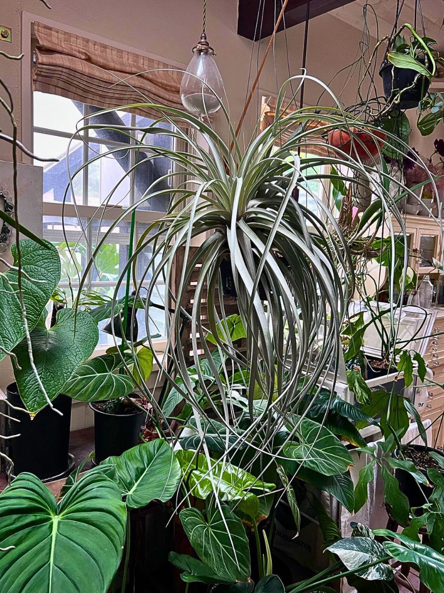 ​10 Indoor Hanging Plants to Create a Home Jungle in 2024